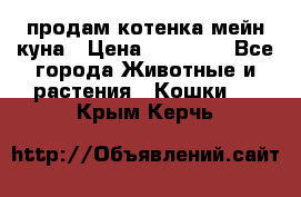 продам котенка мейн-куна › Цена ­ 35 000 - Все города Животные и растения » Кошки   . Крым,Керчь